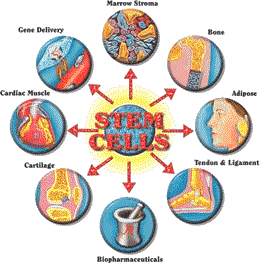 12-stem-cells-image