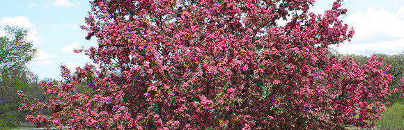 crabapple-in