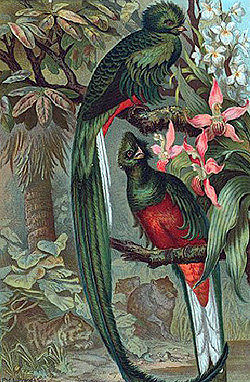 quetzal-in