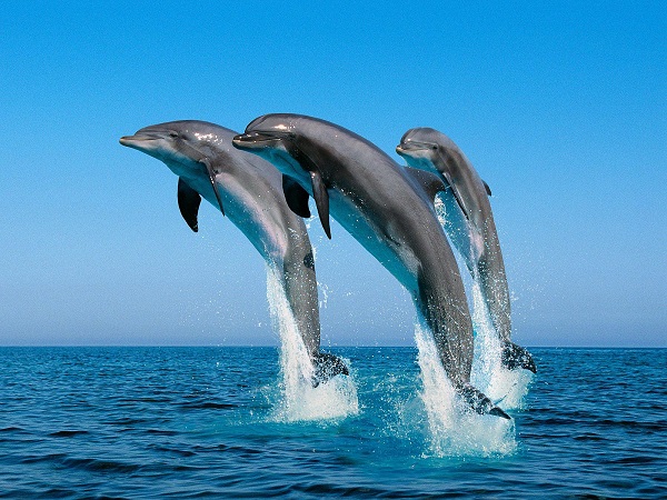 delfinia