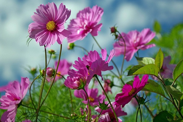 summer-flowers